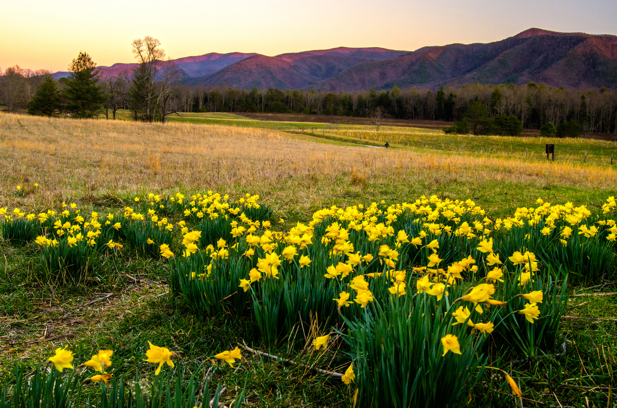 Spring flowers blooming in nearby Cades Cove